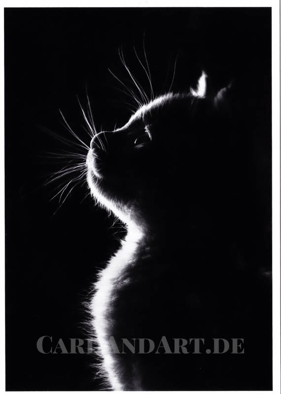 Katze - Postkarte