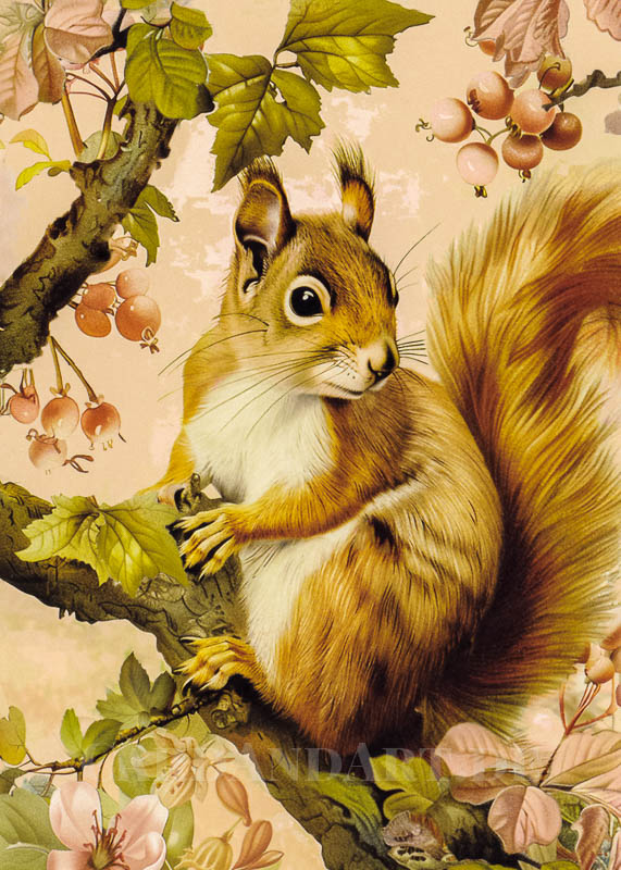 Gwenaelle Trolez - Eichhörnchen -  Postkarte